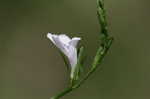 Looseflower waterwillow